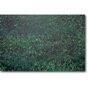 Grass Background Backdrop – Realistic Green Grass Wall Décor