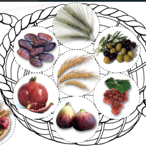 Shivas Haminim Basket Color and Stickers