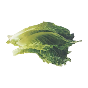 Lettuce Cardstock Cutout